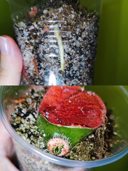 Диффенбахія Банана, Hoya burtoniae ds 70, carnosa nova ghost