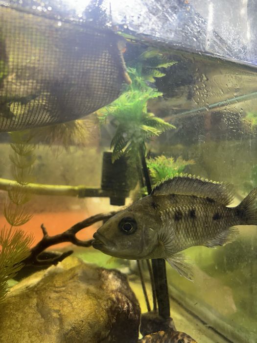 Ciclideos africanos lago de malawi