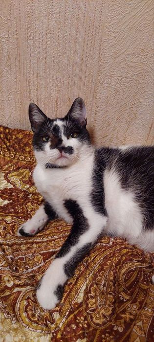 Отдам серо- белую кошку,  стерилизована,  2 года