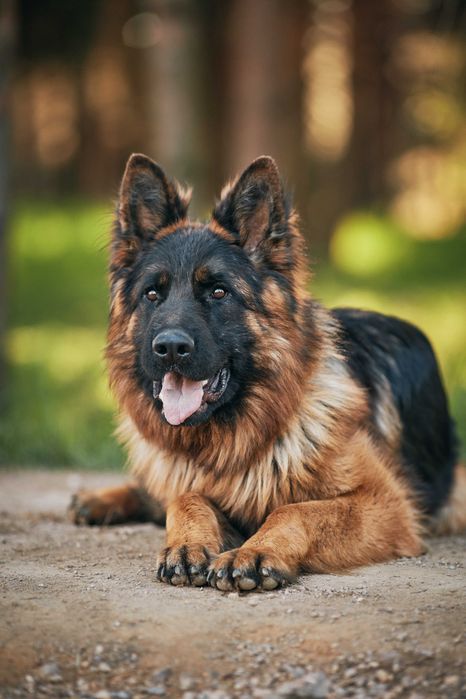 Owczarki niemieckie Owczarek Niemiecki