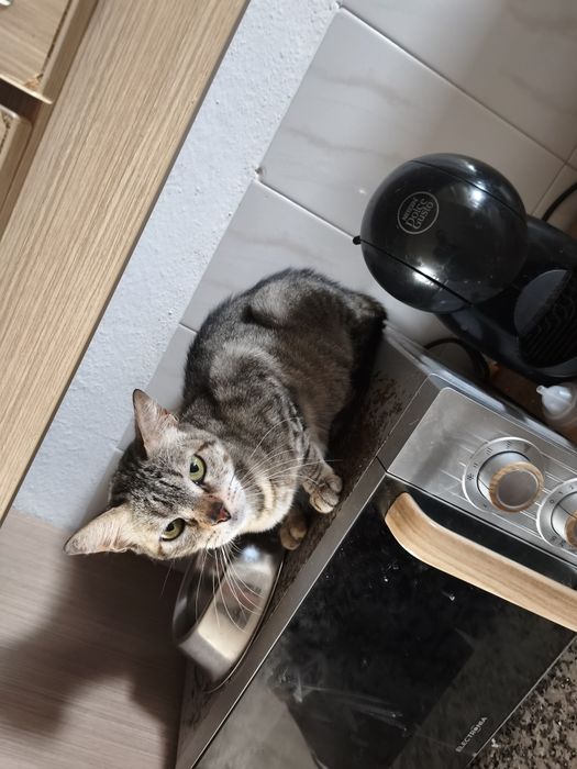 Gatos para adoção