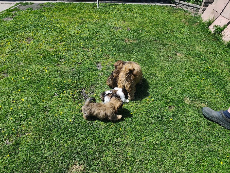 Shih-tzu - piesek