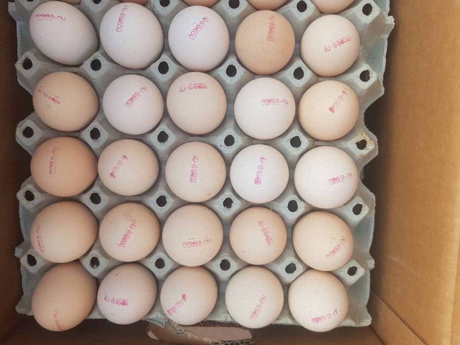 Бройлер добовий (є гурт)