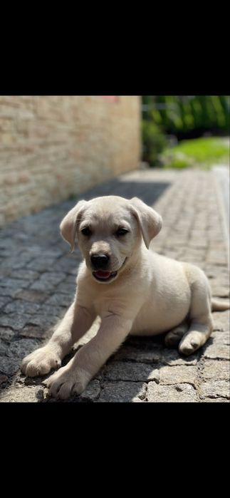Szczeniak labrador