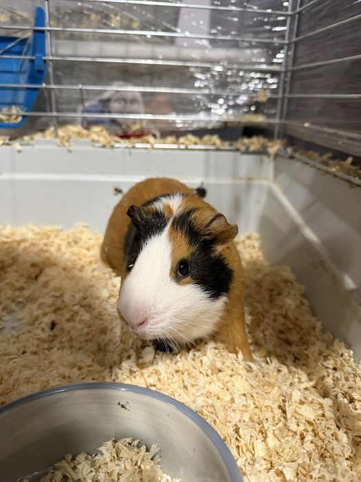 Świnki morskie - kawia domowa - oddamy w dobre ręce za darmo