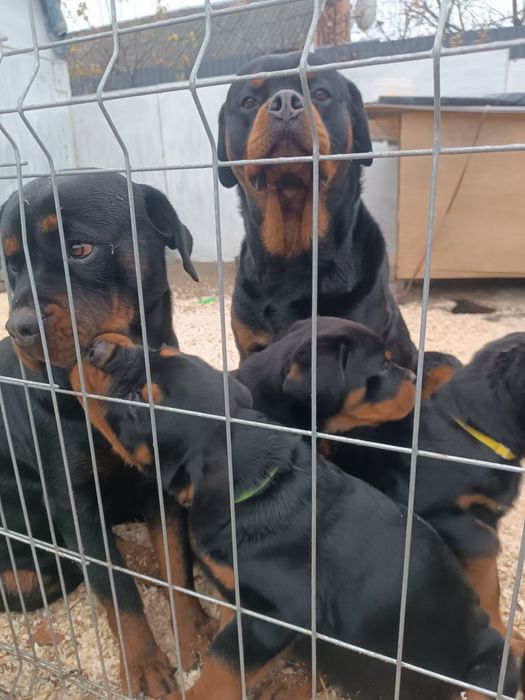 Цуценята ротвейлера.