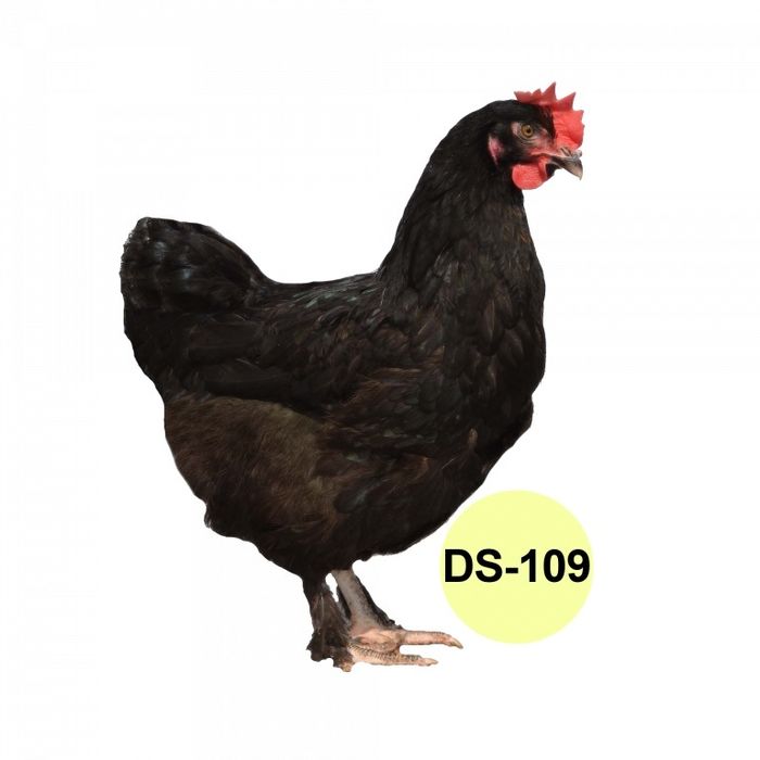 Опт інкубаційне яйце м'ясо-яєчні кольорові яйця кури