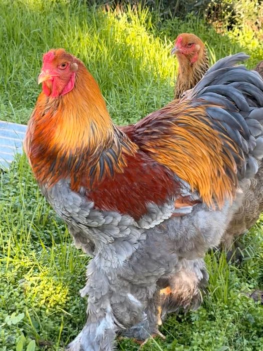 Brahma machos várias cores e idades