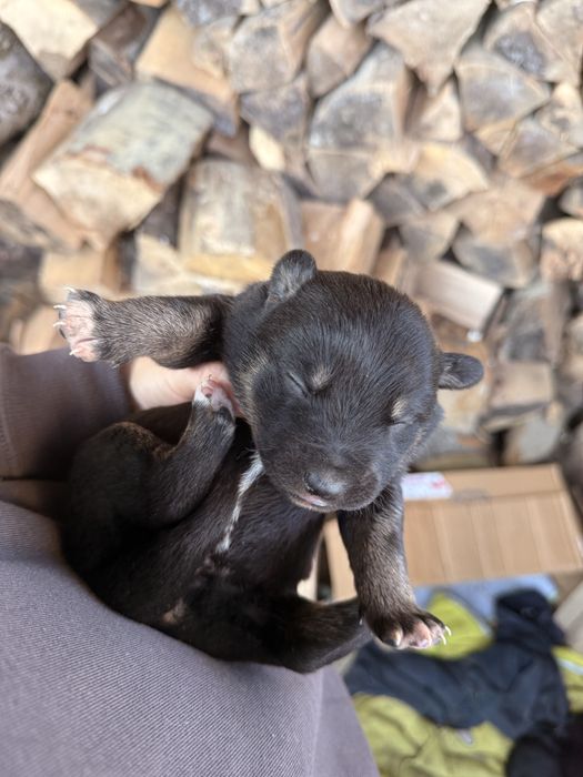 Собачка метис німецької вівчарки