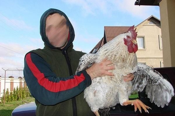 Мастер на инкубацию оптом и роозницу