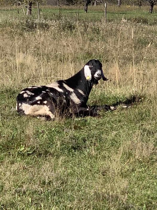 Продається 100% цап нубієць