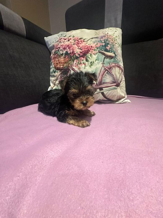 Szczeniak york piesek chip rodowód