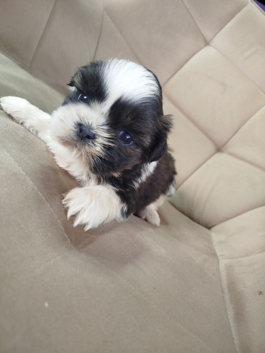 Shih tzu szczeniak