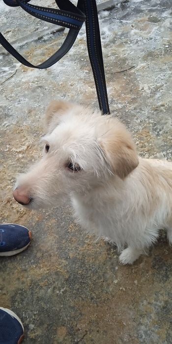 Білявчік Бу шукає родину