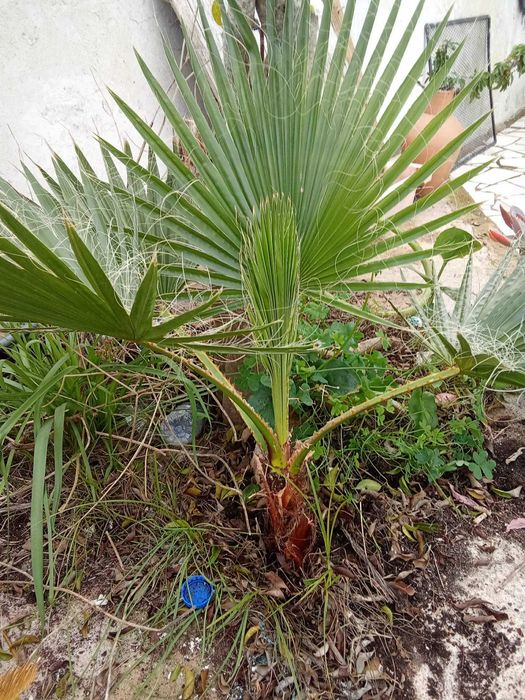 Palmeira grande Saudavel