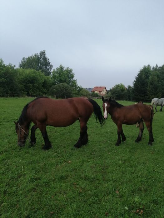 Pilnie Sprzedam !!! klacz kobyła koń konie zimnokrwiste