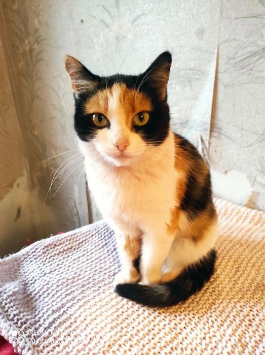 Найкращі котики та кошечки