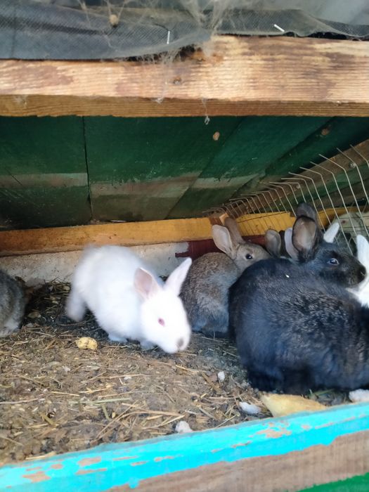 Кролики різного віку