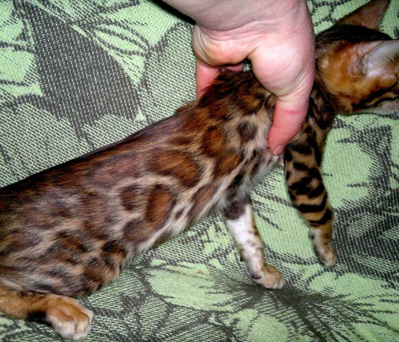 Яскравий бенгальчик для люблячої родини