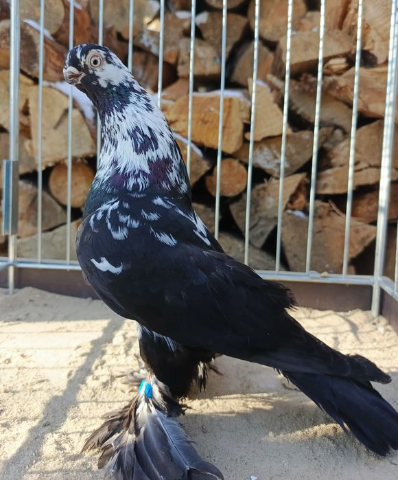 Motyl warszawski samczyk 24r. Motyle