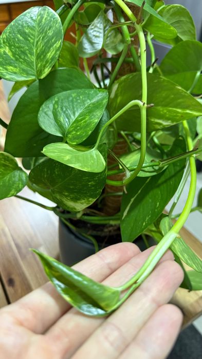 Jiboia Golden / Epipremnum aureum