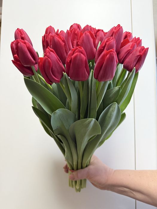 ТЮЛЬПАНИ Оптом та  Роздріб на 8 Березня!