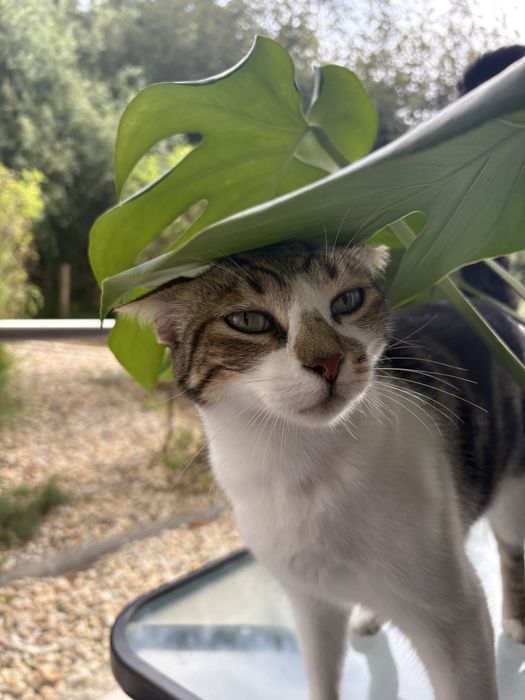 Doação responsável de gato