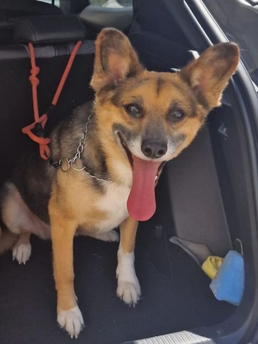 Cadela para adoção