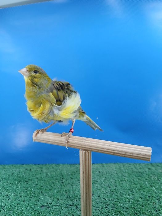 Kanarki Fiorino 2025r