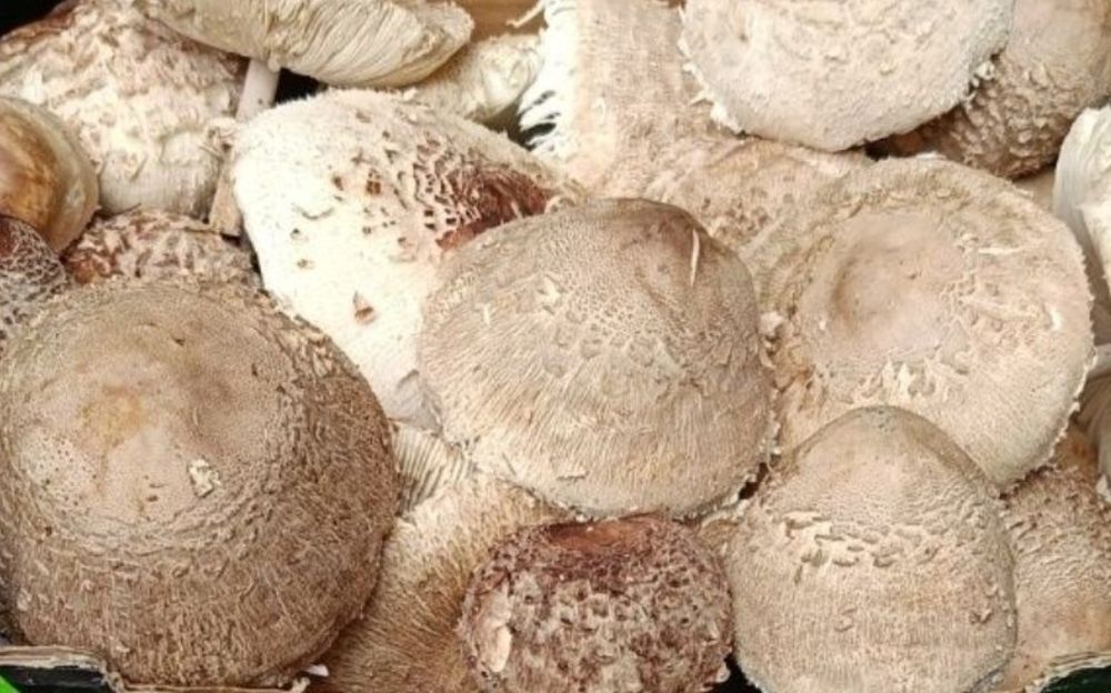 Grzyby kanie - suszone kapelusze