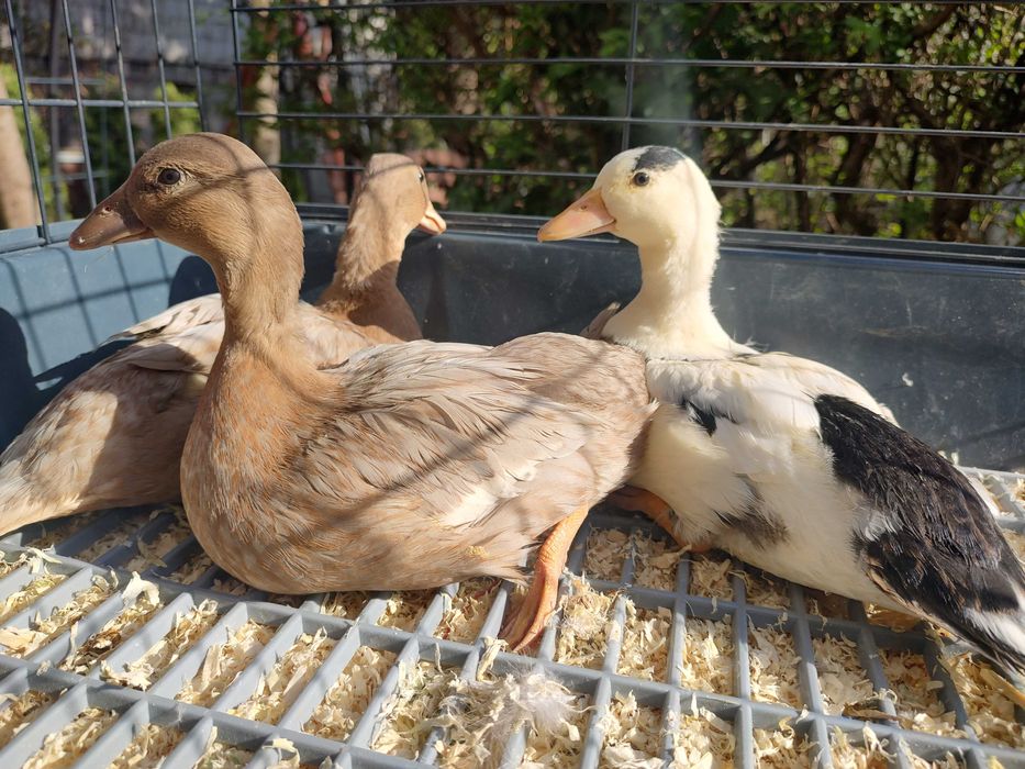Kaczuszki  miniaturowe call duck z 2026r.