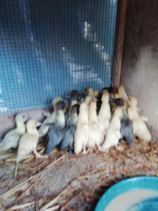 Vendo patos mudos pequenos