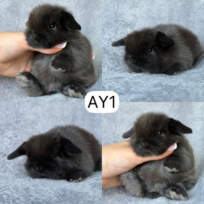 Królik Baranek Miniaturka MINI LOP