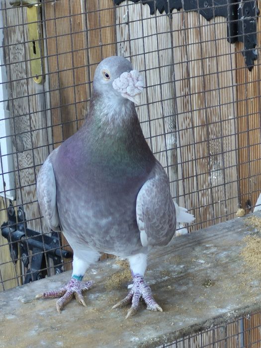 Gołebie  Staropolskie