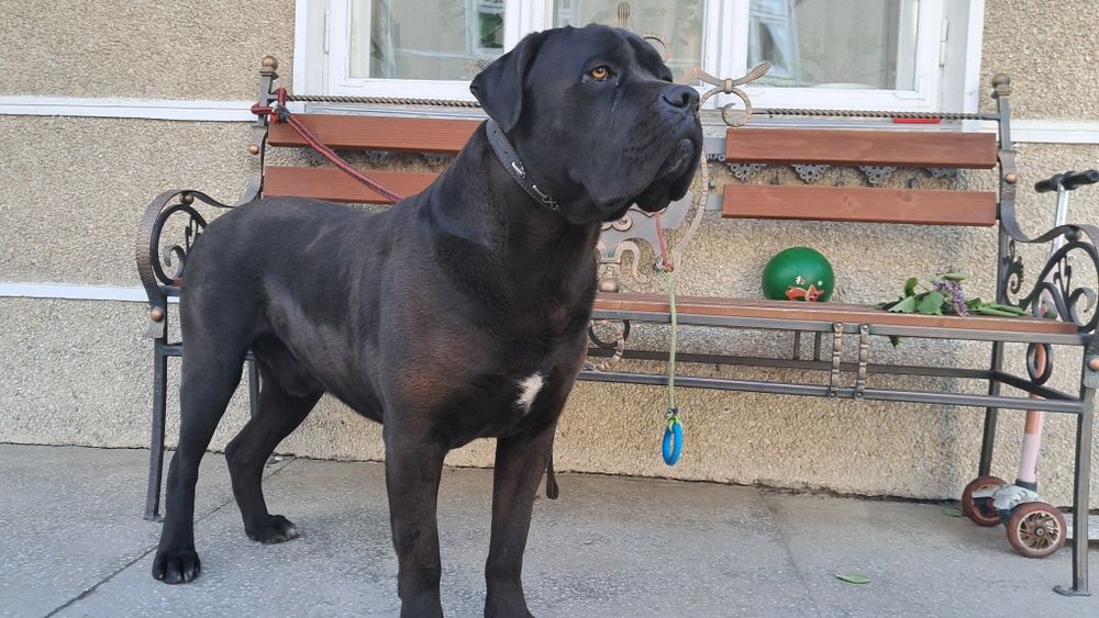 Вязка кане корсо