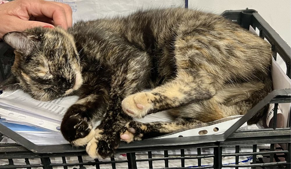 Lira, 8-miesięczna kotka, czeka na serce, które ją pokocha.