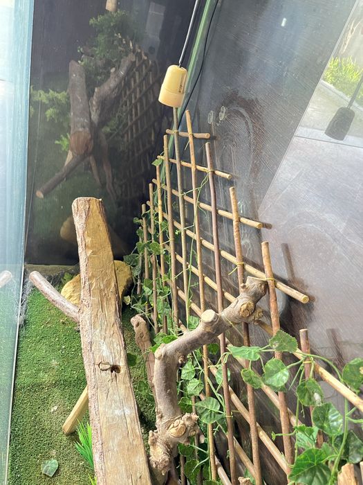 Terrario Grande +extras