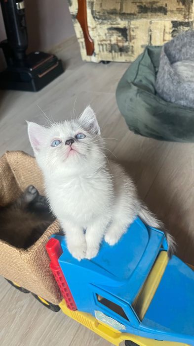 Шотландський котик “blue point” кот кошеня кіт білий котик