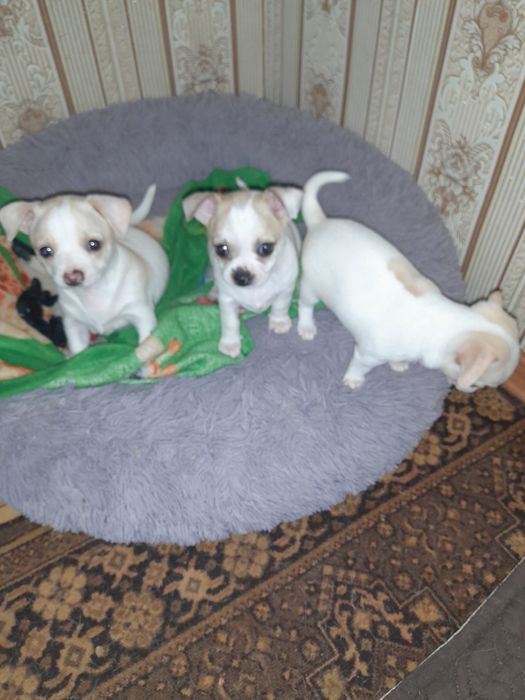 Породисті  цуценята  Чихуа  шукають мам і пап