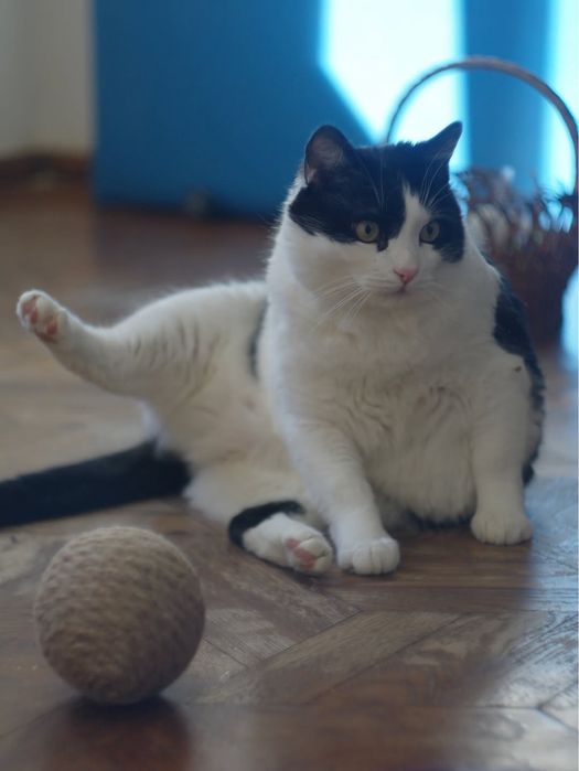 Котик шукає дім. Імʼя Кузя