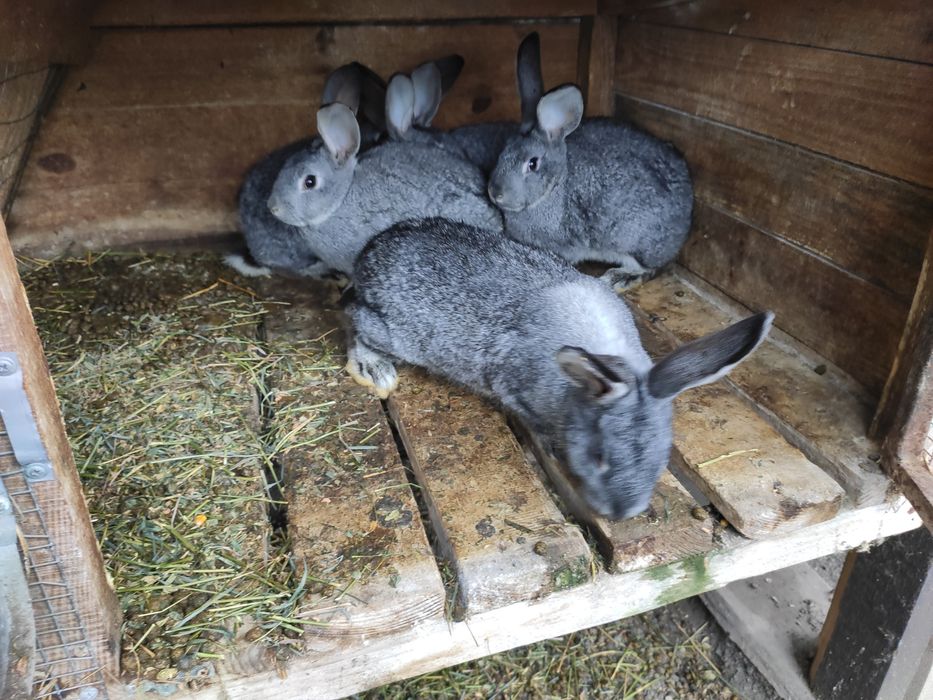 Змінять місце проживання кролики шиншили і німецький строкач