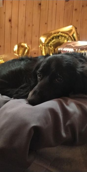 Pies w typie cocker spaniela