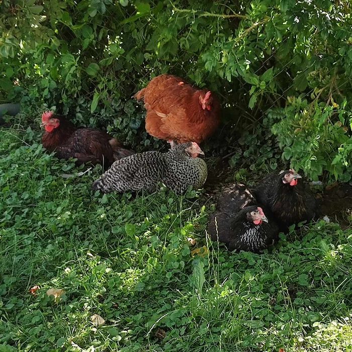 Sprzedaż Odchowanych Kurek Niosek z jajkiem