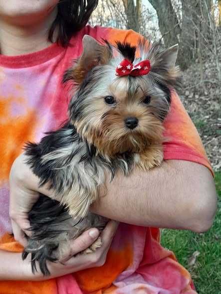 Yorkshire Terrier ZKwP FCI suczka Delicja