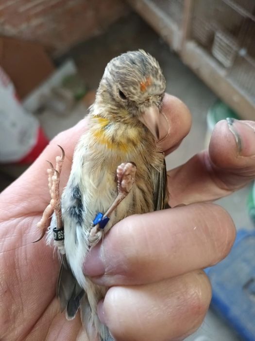 Canários machos e fêmeas