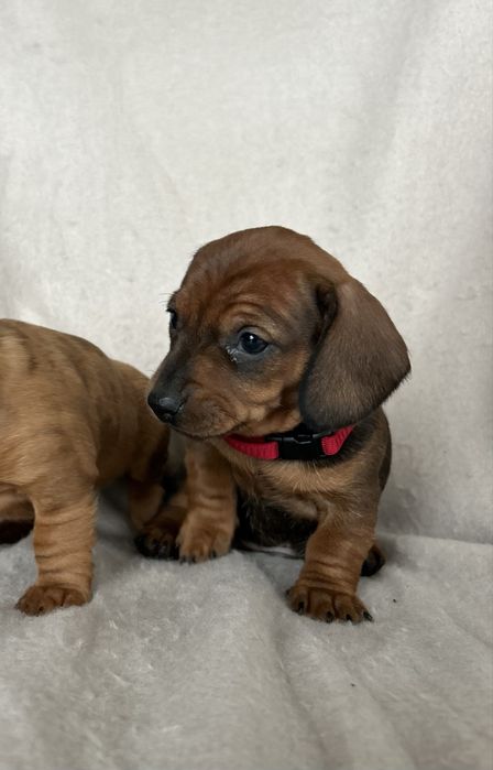 Jamnik Miniaturowy Krótkowłosy