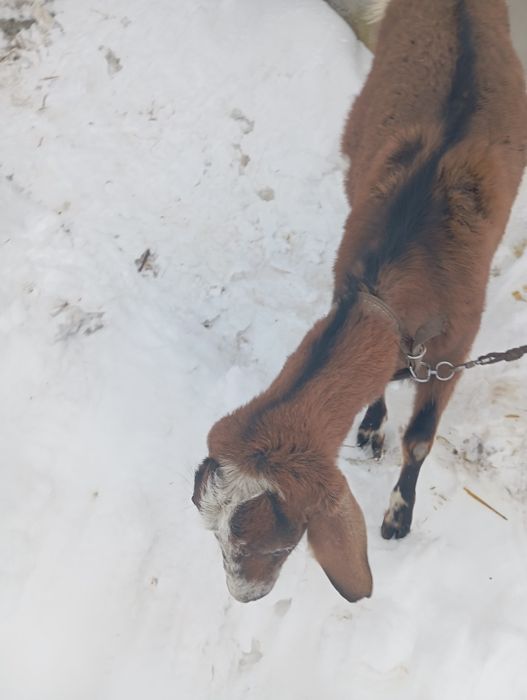 Коза 4роки кітна