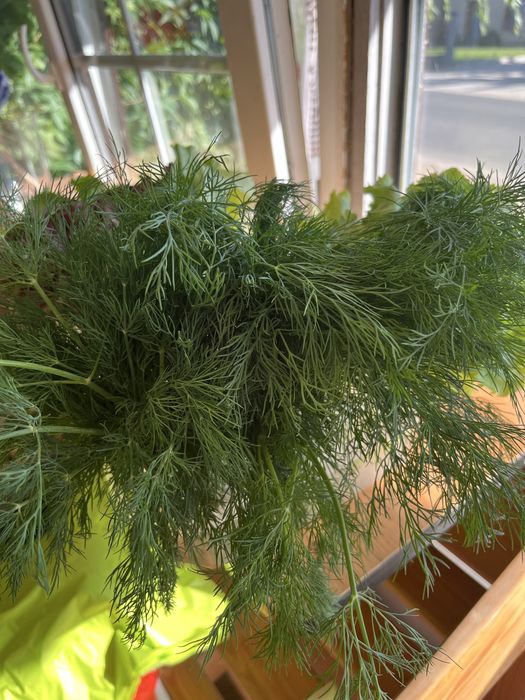 Warzywa z własnej uprawy ziemniaki, buraki, marchew, dynie