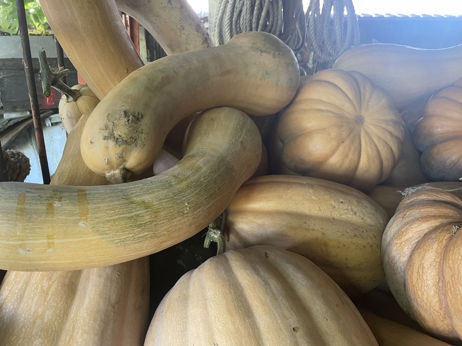 Abóboras de várias variedades