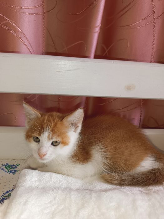 Котик рижий, кошеня руде, кошенята